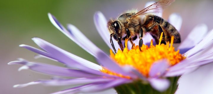 Bee Bacteria Key to Fighting Infection
