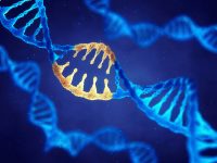 Diabetes and Heart Disease Share Related Genes