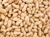 Early Exposure to Peanuts Could Curb Allergy Risk