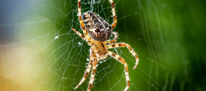 Your Fear of Spiders Could Be Keeping You Healthy