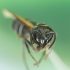 Brazilian Wasp Venom Destroys Cancer Cells