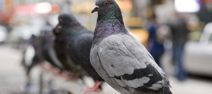 Pigeons Can Identify Cancerous Tissue on X-Rays: New Study