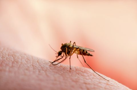 Can mosquitoes spread COVID-19?