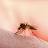 Can mosquitoes spread COVID-19?