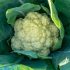 How Cauliflower is the New Kale