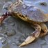 Don’t Eat California and Oregon Crab: It Contains Deadly Levels of this Biotoxin, Says Health Department