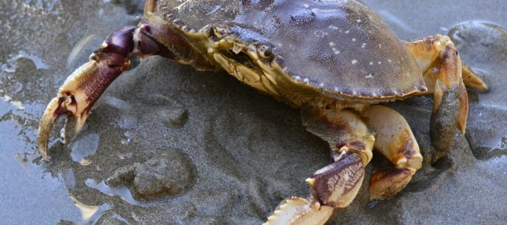 Don’t Eat California and Oregon Crab: It Contains Deadly Levels of this Biotoxin, Says Health Department