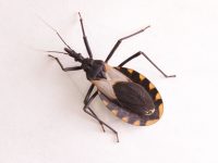 Bloodsucking ‘Kissing Bug’ Has Spread Over Half of the U.S.