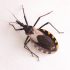 Bloodsucking ‘Kissing Bug’ Has Spread Over Half of the U.S.
