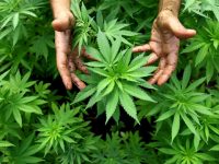 Cannabis Affects Men and Women Differently: Study