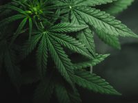 Australia Legalizes Medicinal Marijuana