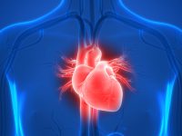 Bio-Engineering Has Created a Beating Human Heart