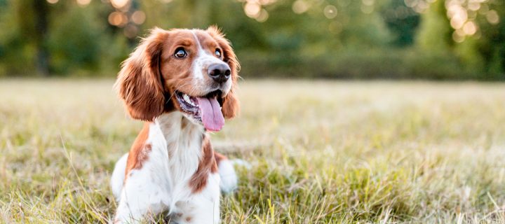 How Some Dogs Can Detect Cancer With 95% Accuracy