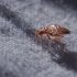 Bed Bugs Have Favorite Colors and Prefer Dark Red and Black: Study