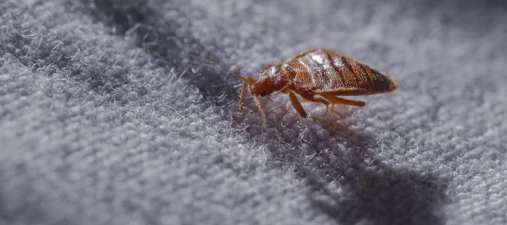 Bed Bugs Have Favorite Colors and Prefer Dark Red and Black: Study