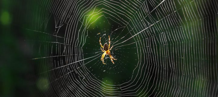 Becoming Spider-Man: How Science is Using Arachnid Silk to Help Us Heal