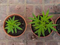 Canadians Can Now Grow Medical Marijuana at Home