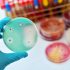 Harvard Scientists Release Time-lapse Video of Evolving Antibiotic-resistant Bacteria