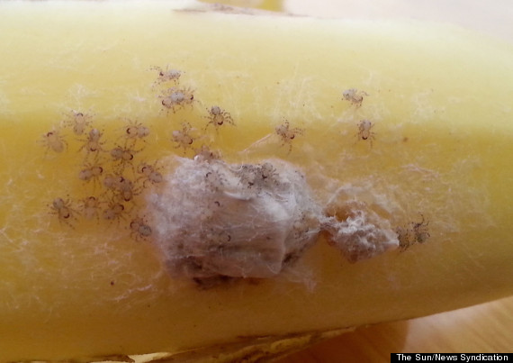 PICTURE BY LEE THOMPSON Collect of Brazilian Wandering Spiders found on bananas purchased from Sainsbury's by the Taylor family. RE - The Taylor family who had to flee their home because the world's most deadly spider, Brazilian Wandering Spider, colonized it by arriving on a bunch of bananas brought from Sainsburys. 02.11.2013