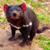 Milk can potentially fend off superbugs – Tasmanian devil’s milk, that is