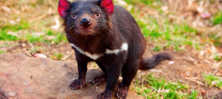Milk can potentially fend off superbugs – Tasmanian devil’s milk, that is