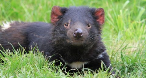 How Tasmanian Devils Can Help Fight Superbugs With This Substance