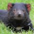 How Tasmanian Devils Can Help Fight Superbugs With This Substance