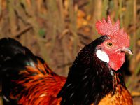 All of France is on High Alert Due to Bird Flu
