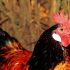 All of France is on High Alert Due to Bird Flu