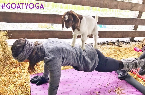 goat-yoga-doga