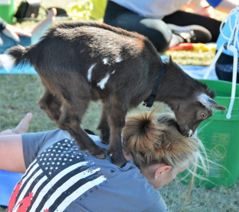Forget Hot Yoga – ‘Goat Yoga’ is here