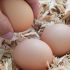 Is It All It’s Cracked Up to Be? Here Are the Nutritious Benefits of Eggs From Backyard Chickens