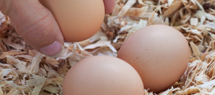 Is It All It’s Cracked Up to Be? Here Are the Nutritious Benefits of Eggs From Backyard Chickens