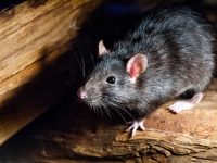 This Rare Rat Virus Infected 8 People in the U.S.