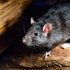 This Rare Rat Virus Infected 8 People in the U.S.