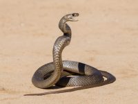 Should You Worry About Being Eaten by a Snake?