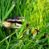 Snake Bites by State: Who Has the Most