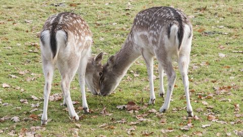 Yes, You Can Get Tuberculosis From a Deer