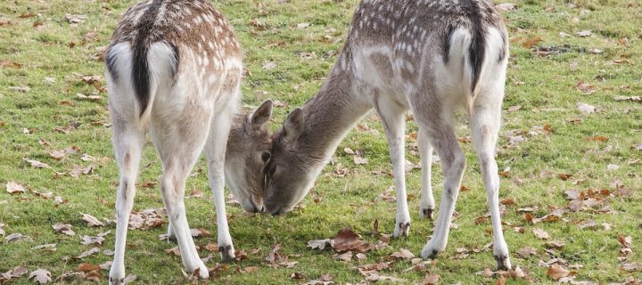 Yes, You Can Get Tuberculosis From a Deer