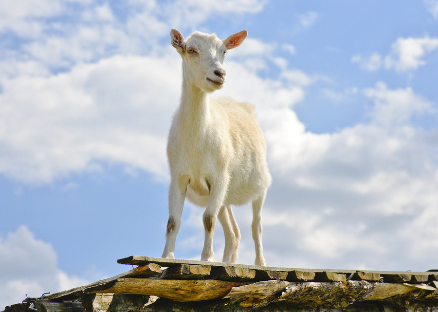 Funny goat standing on barn roof on country farm. Cute and funny white young goat on a background of blue sky. Goat farm.