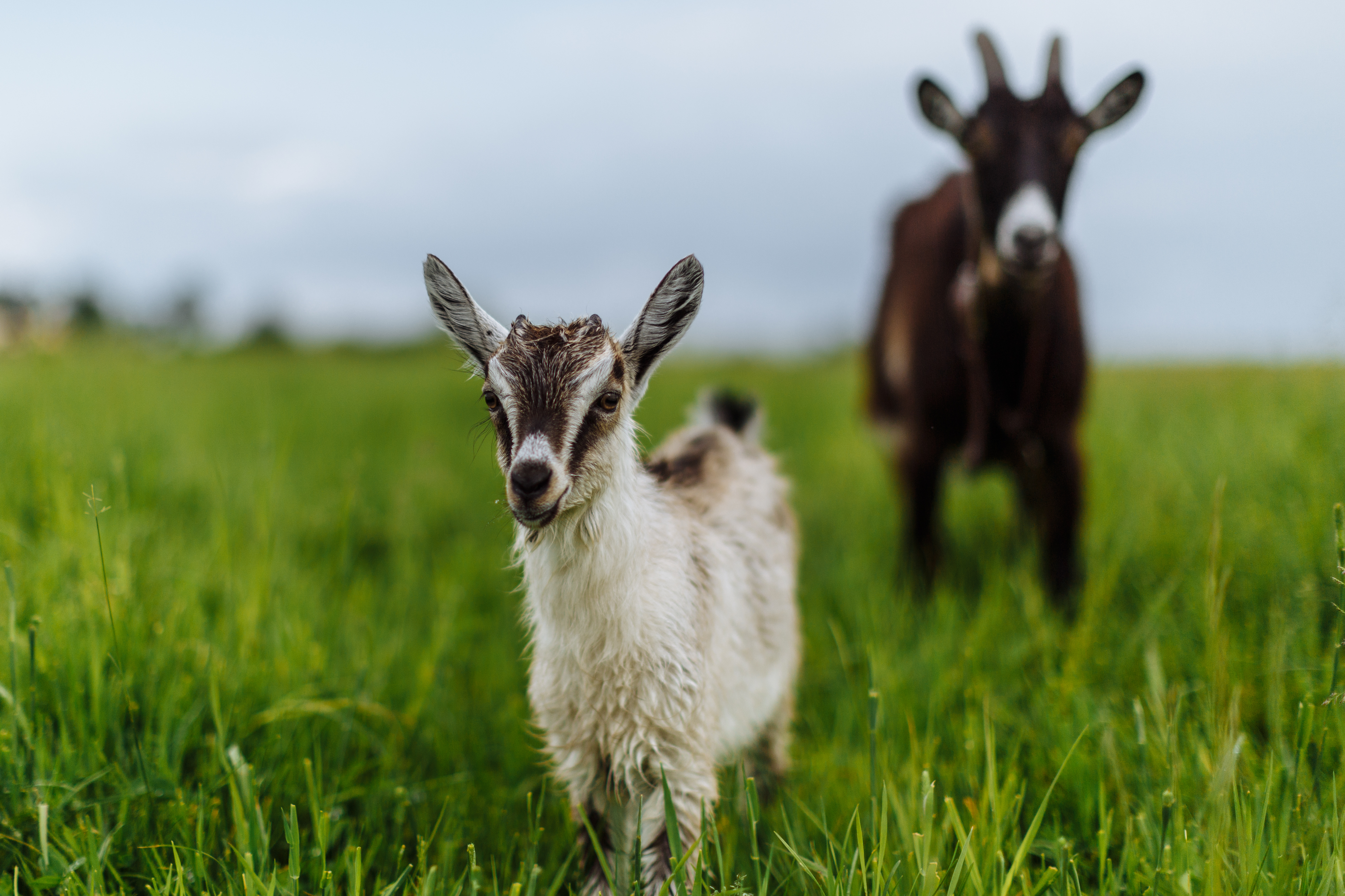 goat and goat grazing on a green meadow