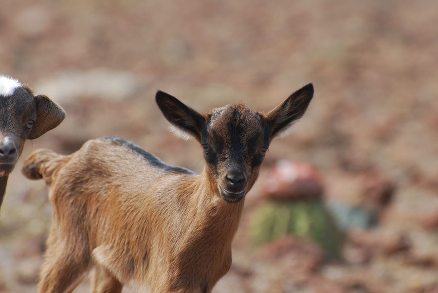 Really cute face of a baby brown goat in the wild.