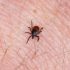 All About the Powassan Virus from Deer Ticks
