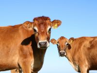7% of American Adults Think Chocolate Milk Comes From…Brown Cows
