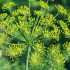 4 Ways Fennel Helps Cure Your Menopause Symptoms Without Side Effects