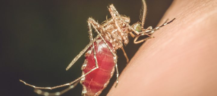 6 Horrible Things You Don’t Want to Get From a Mosquito Bite