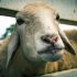 This Movie About Sheep May Actually Put You to Sleep