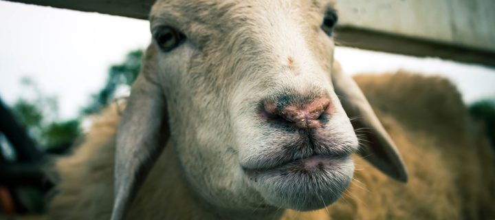 Petting Zoos and Superbugs? Here’s the Scoop