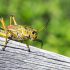 People Are Now Eating Baked Goods Made from This Insect in Finland