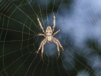 Weird but True: How Spider Silk Could Improve Your Hearing Aids